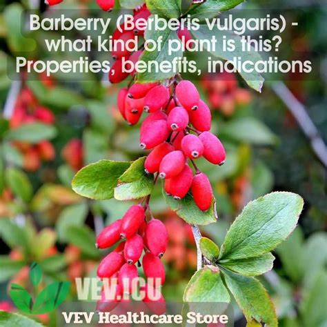 berberis vulgaris properties.